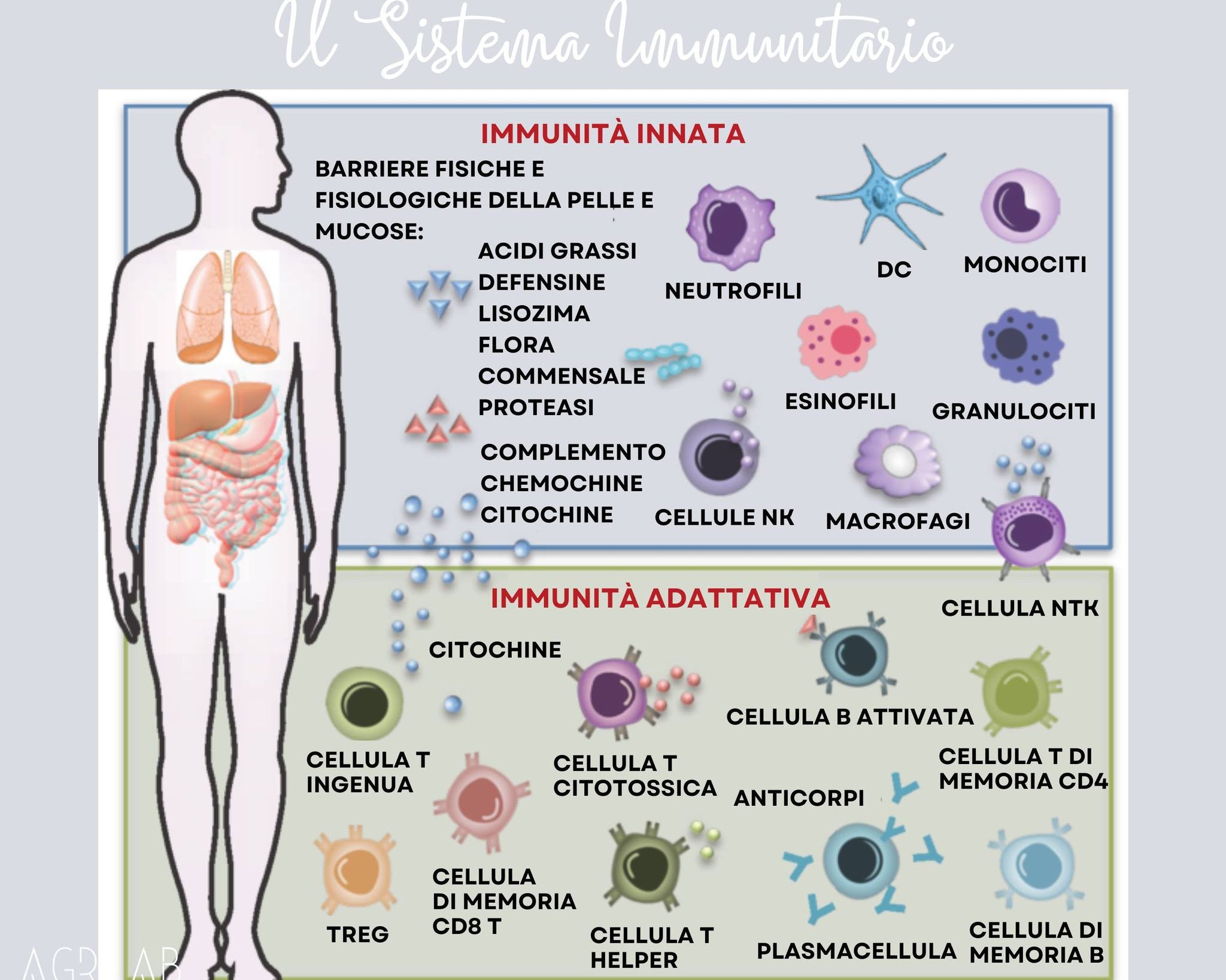 benefici del cbd sul sistema immunitario 