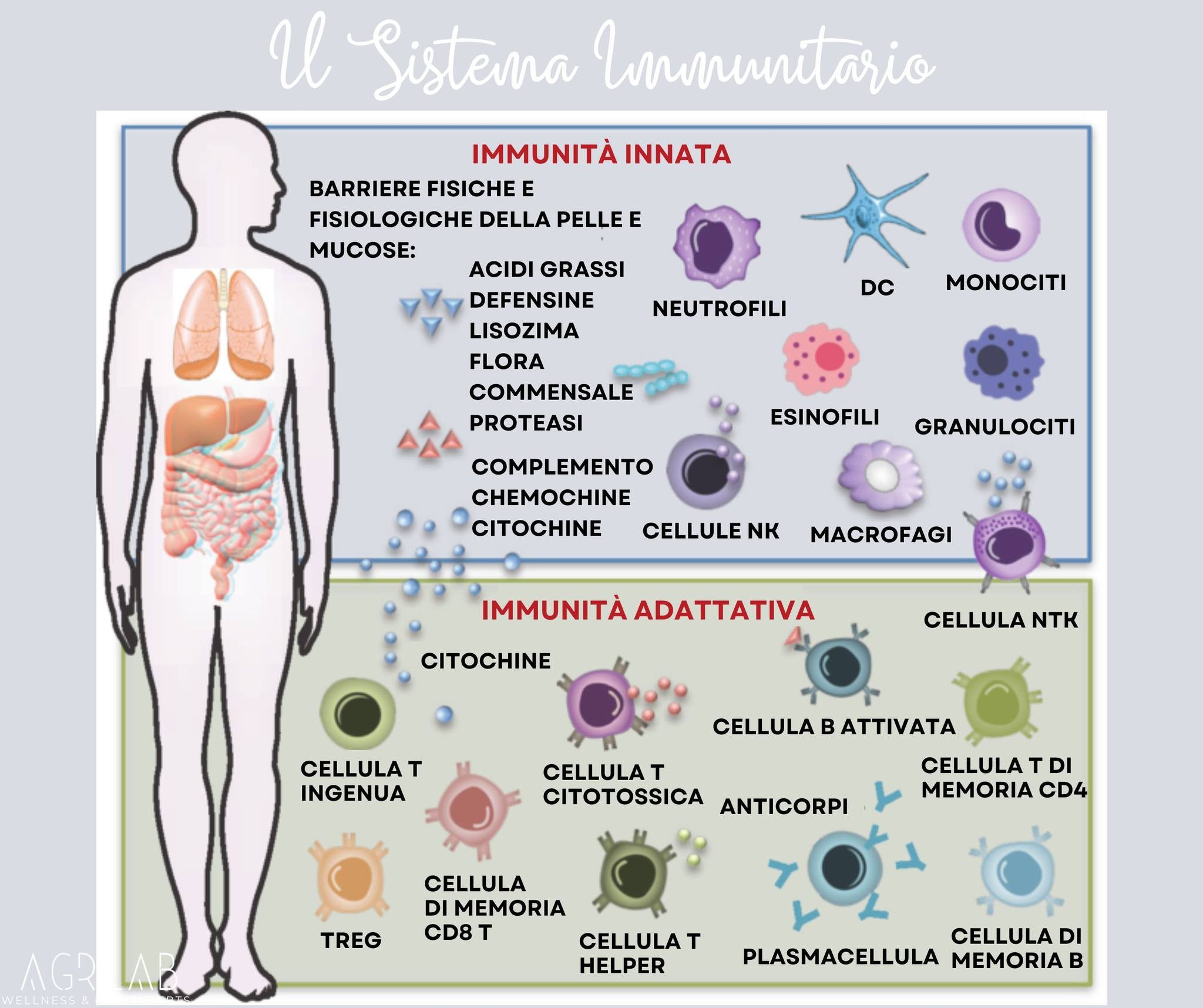 Agrilab - Curarsi col CBD - CBD, SEC e Sistema Immunitario