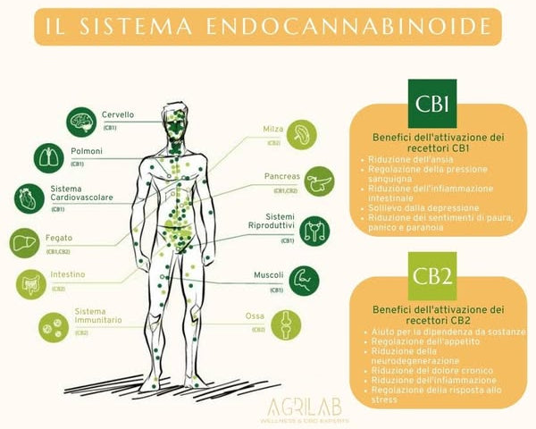 sistema endocannabinoide cb1 cb2 agrilab