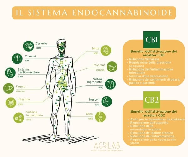 sistema endocannabinoide cb1 cb2 agrilab