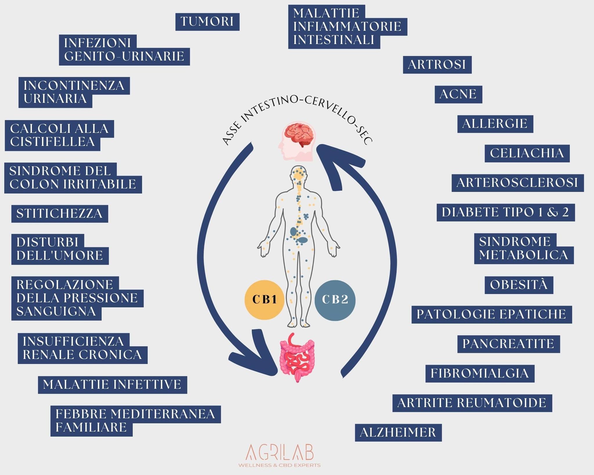 il legame tra il sistema endocannabinoide e il microbiota