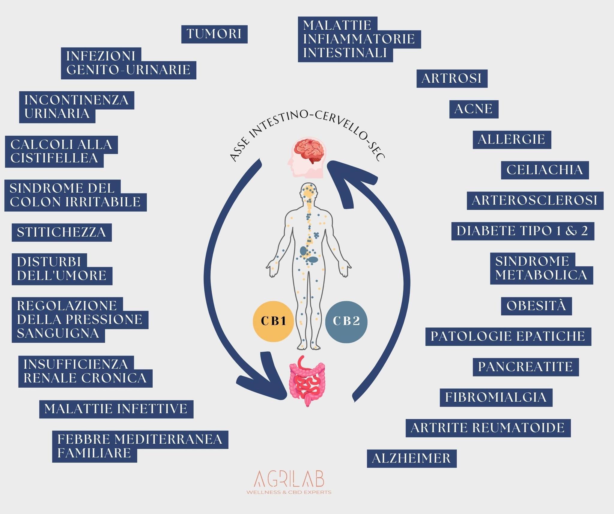il legame tra il sistema endocannabinoide e il microbiota