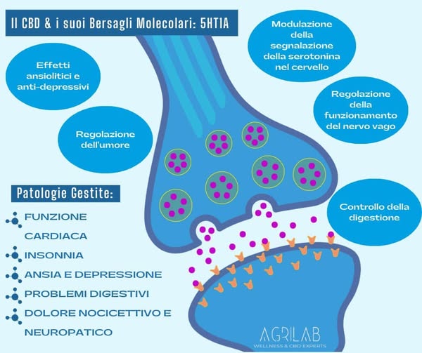 CBD isolato e 5HT1A: scopri i benefici della loro interazione