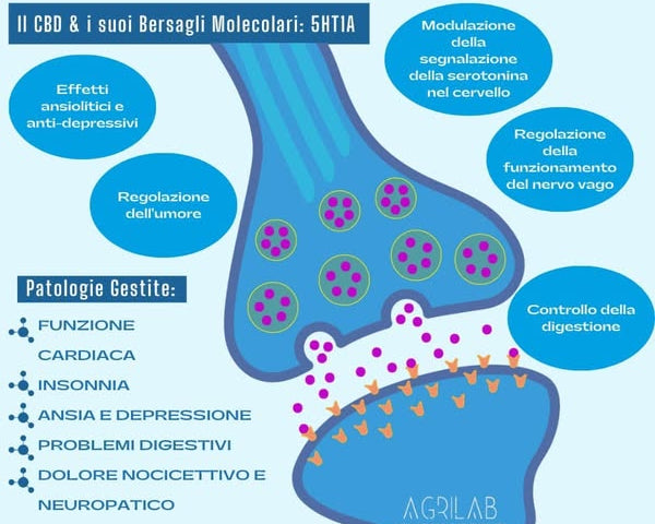 cbd e bersagli molecolari 5ht1a per umore ansia e dolore