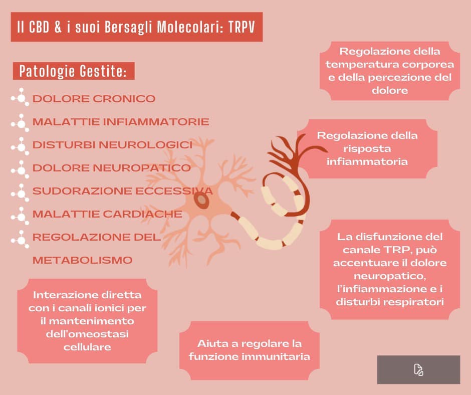 cbd e bersagli molecolari del recettore trpv per dolore, infiammazione pelle ed intestino