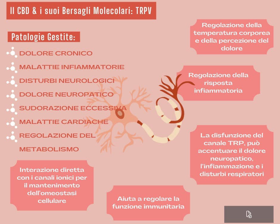 cbd e bersagli molecolari del recettore trpv per dolore, infiammazione pelle ed intestino