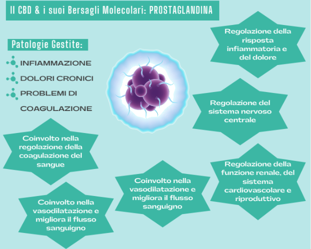 cbd e prostaglandina per infiammazione, dolore e coagulazione