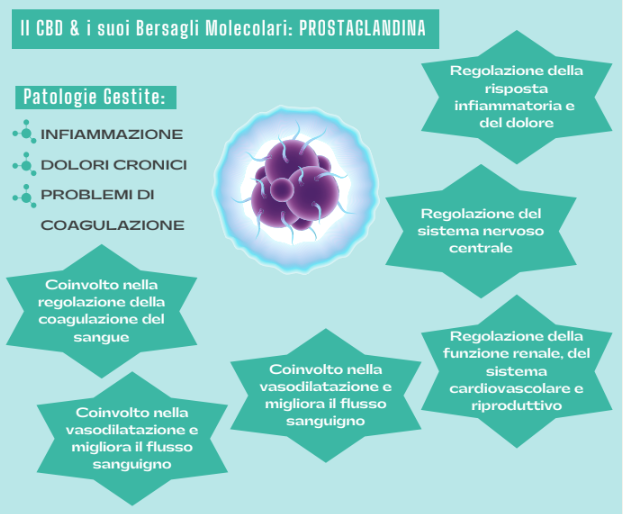 cbd e prostaglandina per infiammazione, dolore e coagulazione