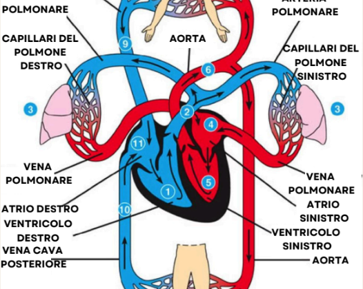 benefici del cbd per il sistema cardiovascolare agrilab