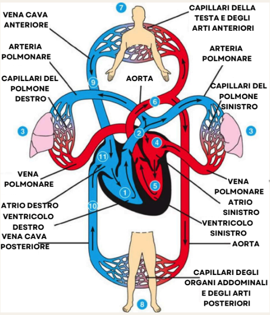 benefici del cbd per il sistema cardiovascolare agrilab