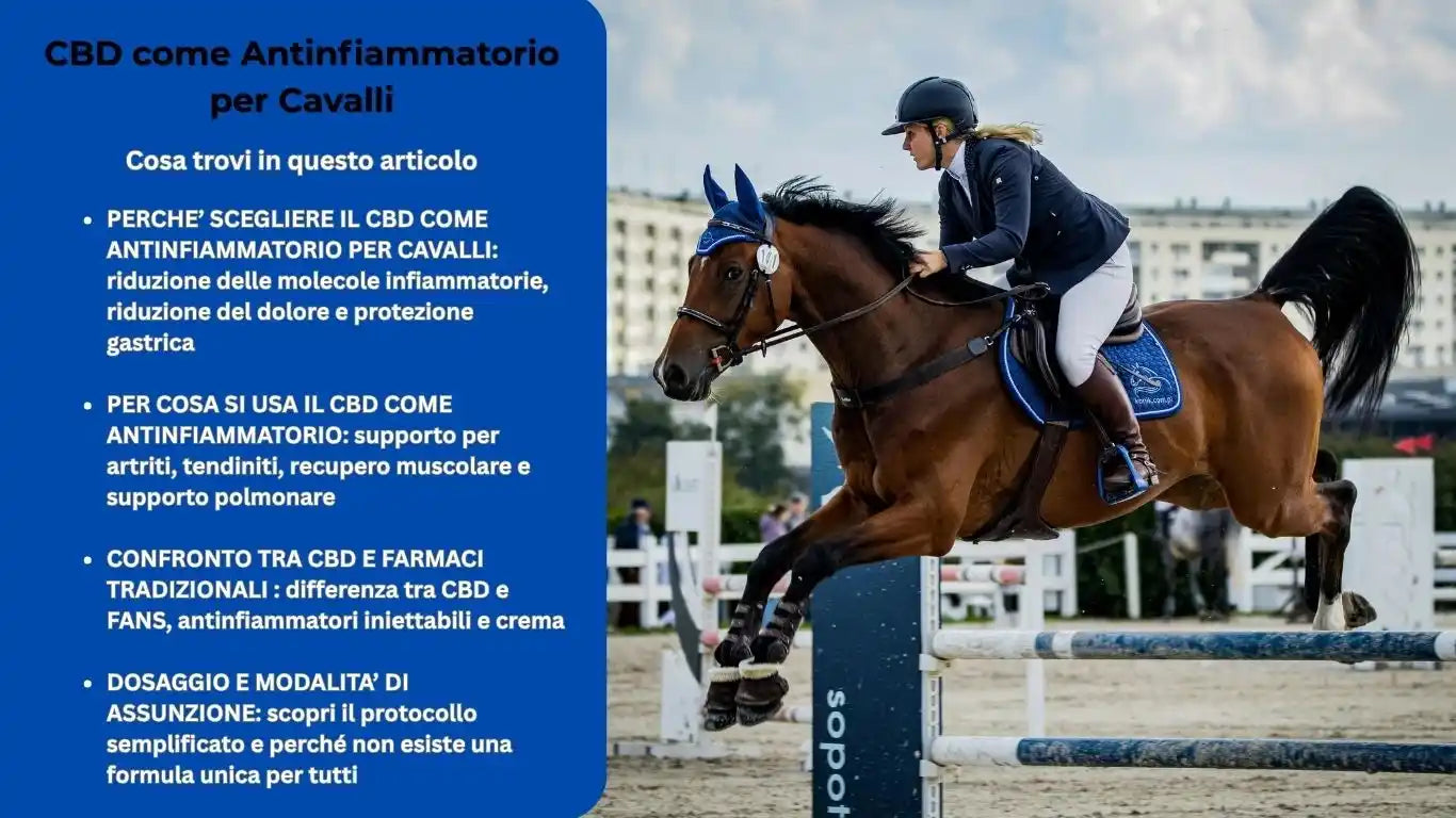 CBD come antinfiammatorio per cavalli
