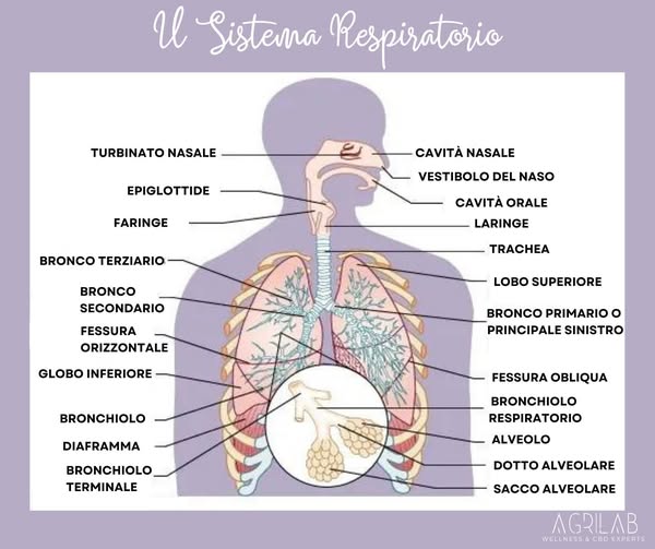 cbd e infezioni infiammazioni respiratorie agrilab