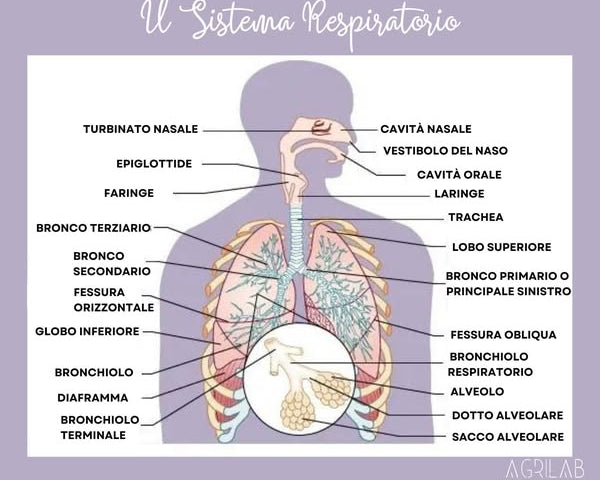 cbd e infezioni infiammazioni respiratorie agrilab