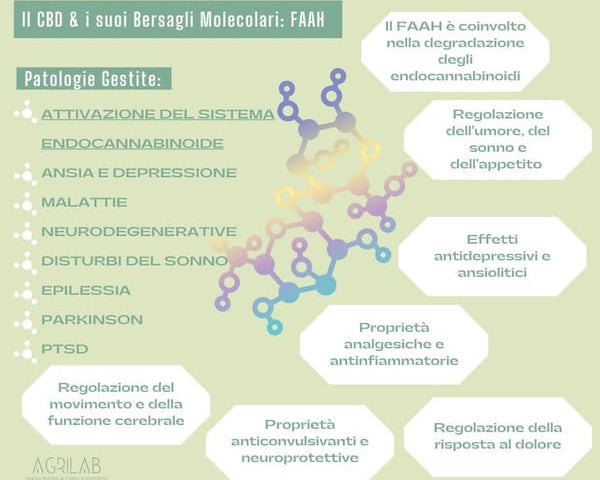 cbd e bersagli molecolari FAAH per dolore infiammazione, ansia, insonnia e sistema nervoso