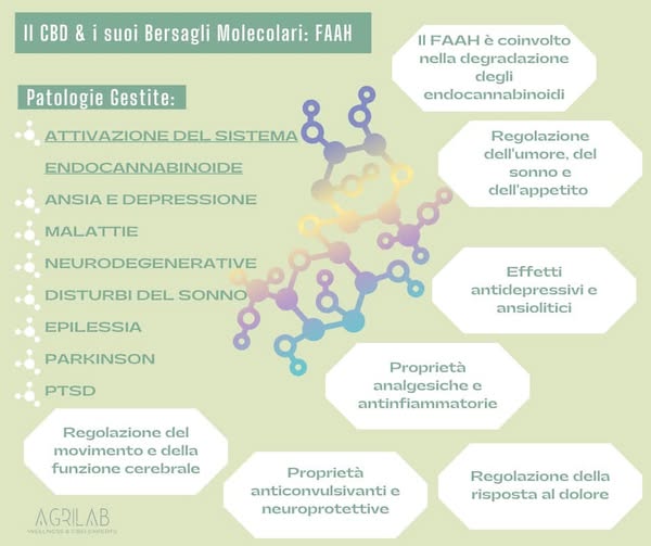 cbd e bersagli molecolari FAAH per dolore infiammazione, ansia, insonnia e sistema nervoso