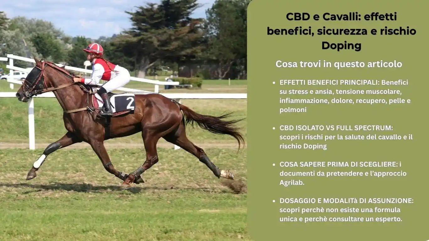 CBD e cavalli, benefici e rischio doping