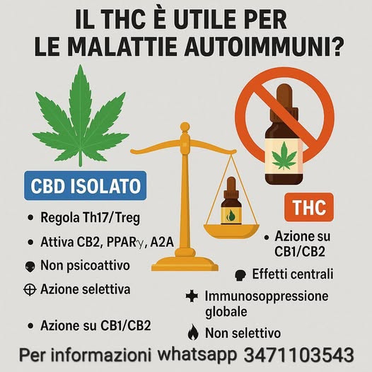 benefici del cbd per cura delle malattie autoimmuni rischi del thc