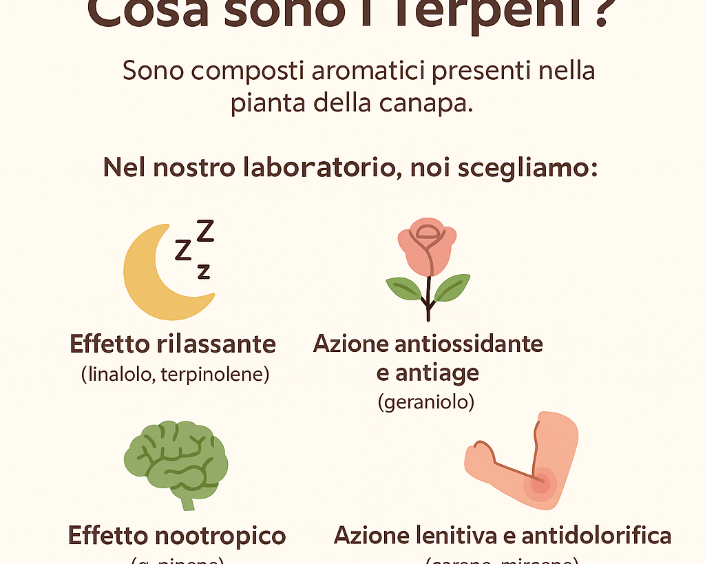 Terpeni: tutto su cosa sono, a cosa servono e che proprietà hanno. Focus: Terpeni Canapa agrilab