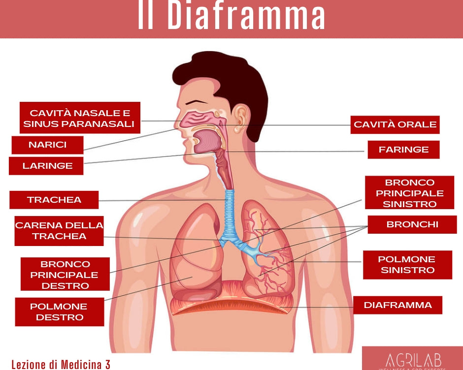 ３° ＬＥＺＩＯＮＥ ＤＩ ＭＥＤＩＣＩＮＡ