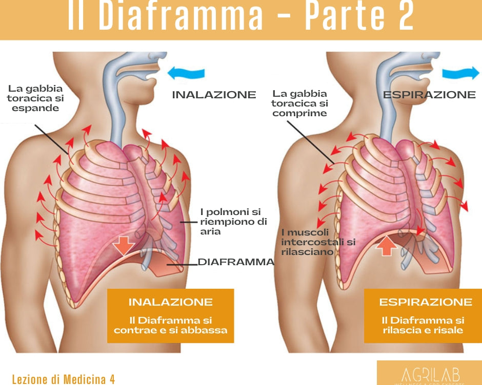 ４° ＬＥＺＩＯＮＥ ＤＩ ＭＥＤＩＣＩＮＡ