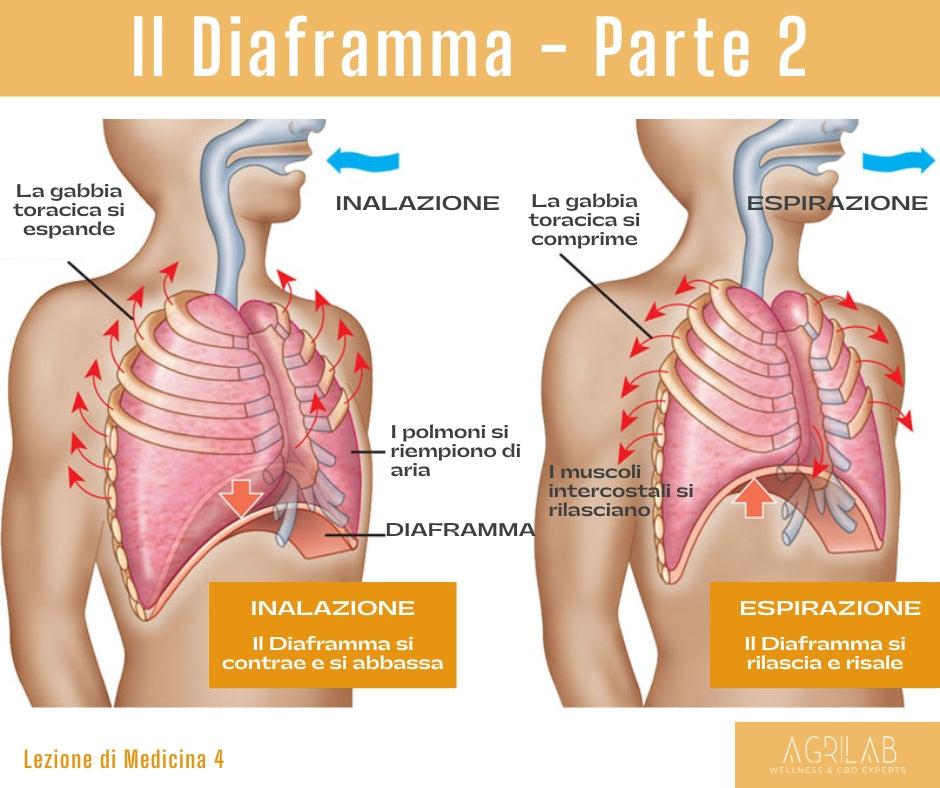 Diaframma: lezione di medicina parte 4°