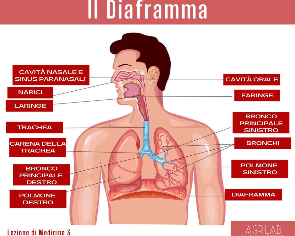 agrilab diaframma