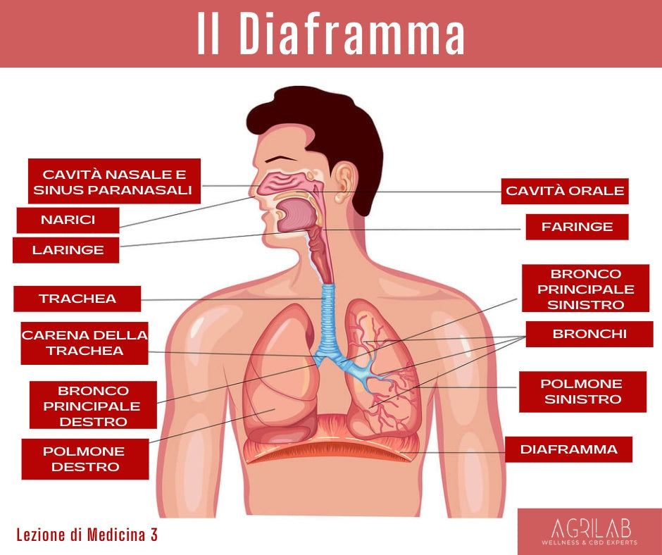 agrilab diaframma