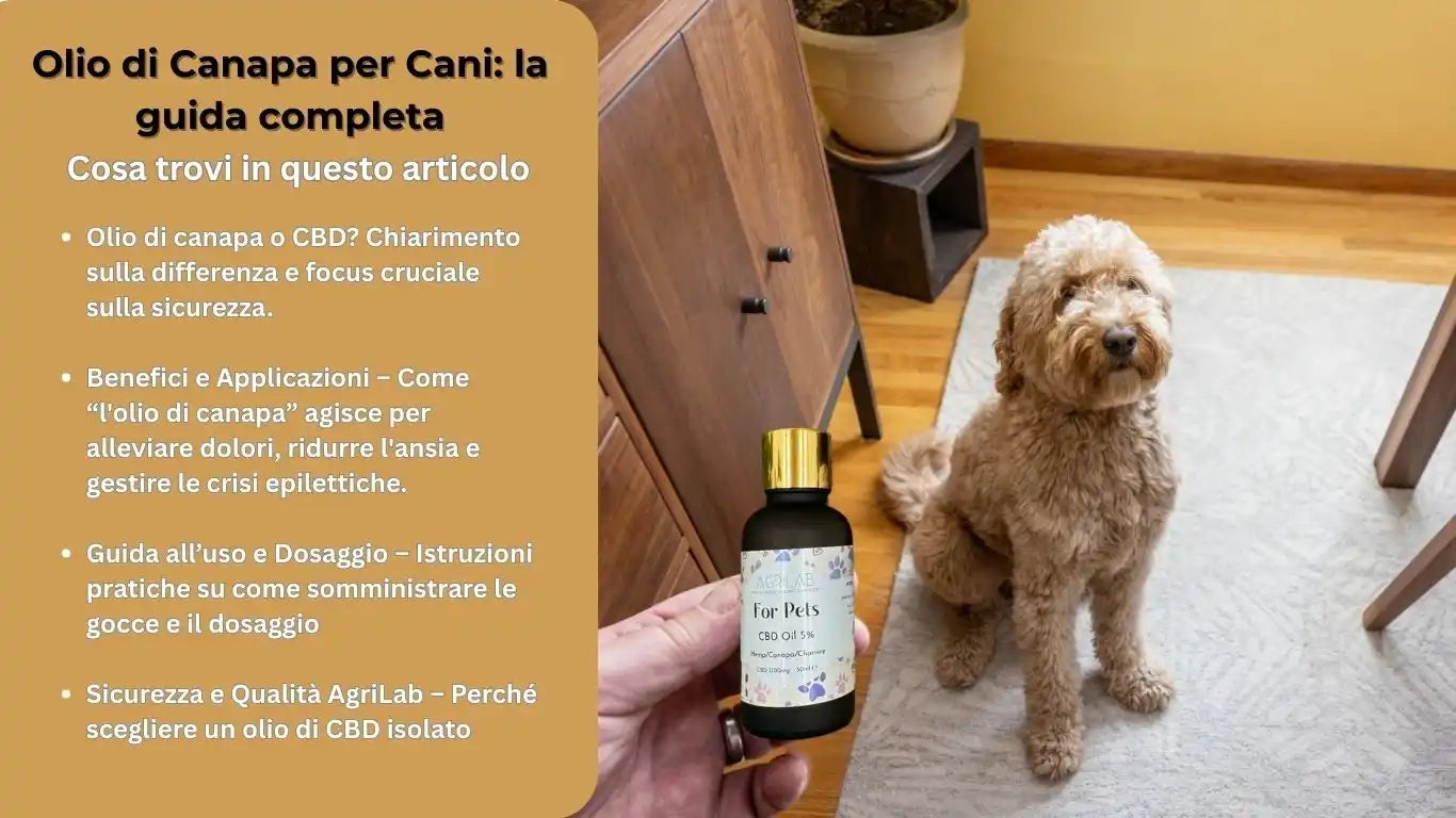 Olio di canapa per cani, guida completa