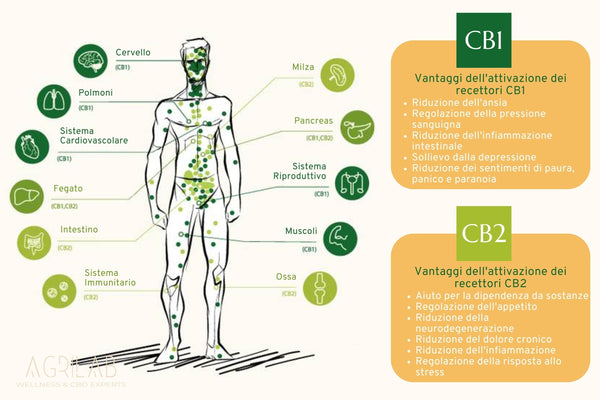 Illustrazione del sistema endocannabinoide e dei suoi recettori