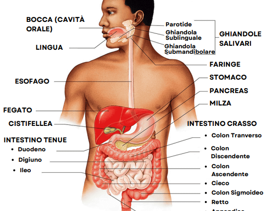 benefici del cbd sui disturbi digestivi agrilab