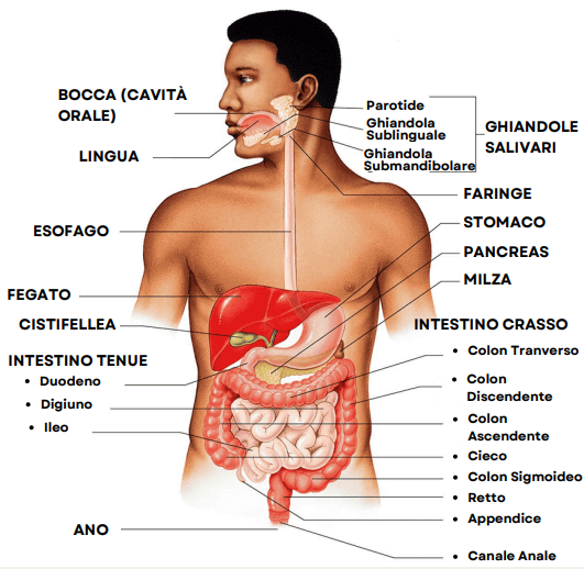 CBD e sistema digestivo