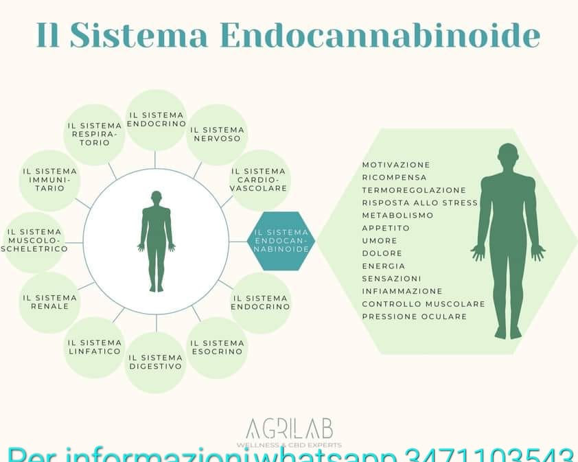 legame tra il sistema endocannabinoide e sistemi biologici