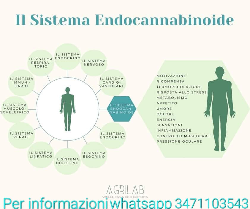 legame tra il sistema endocannabinoide e sistemi biologici