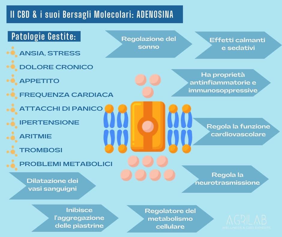 cbd e adenosina per l'infiammazione e la salute cardiovascolare
