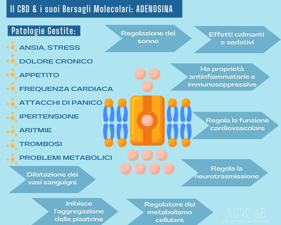 Agrilab - Curarsi col CBD - Bersagli Molecolari del CBD: Adenosina per Ansia, Dolore, Cuore e Circolazione