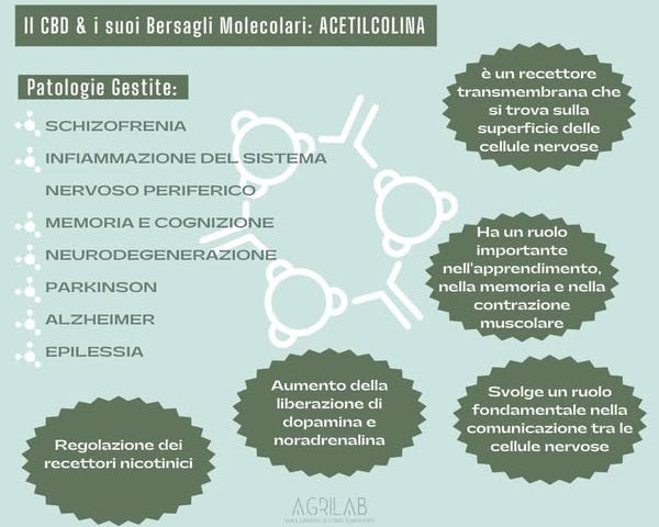 cbd e acetilcolina per la salute del sistema nervoso