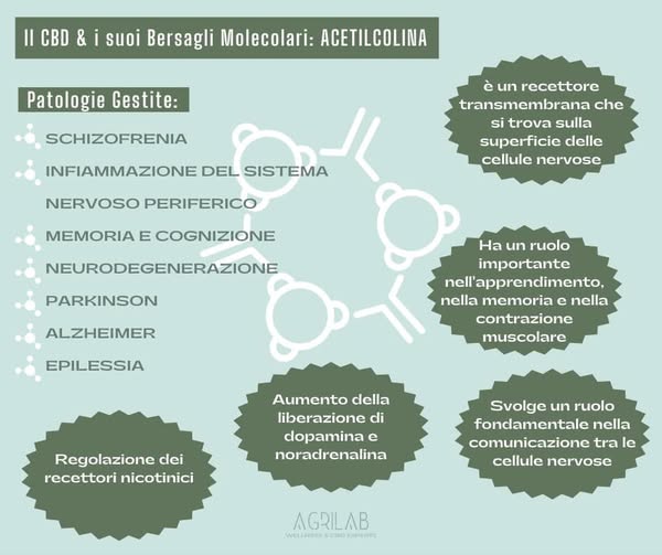 Agrilab - Curarsi col CBD - Bersagli Molecolari del CBD: Acetilcolina per Schizofrenia, Parkinson, Alzheimer ed Epilessia