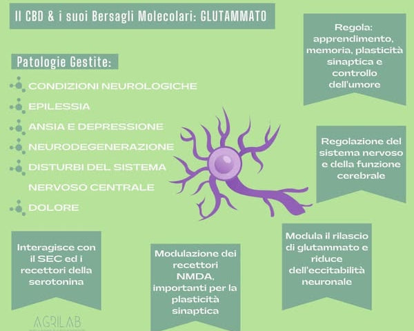 cbd e glutammato i bersagli molecolari 