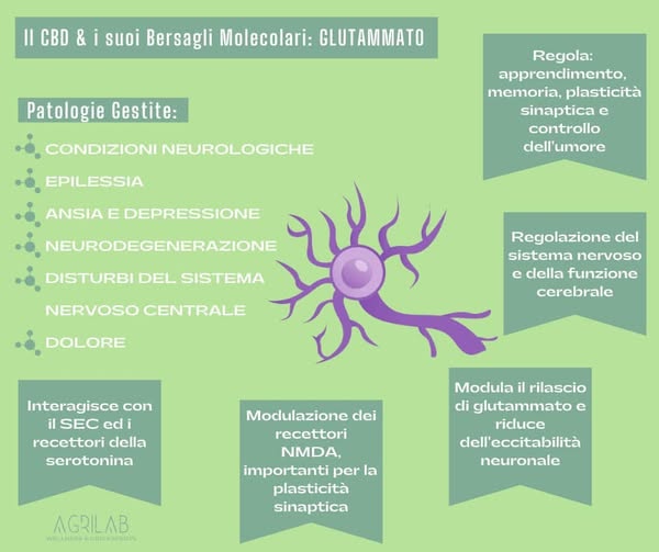 cbd e glutammato i bersagli molecolari 