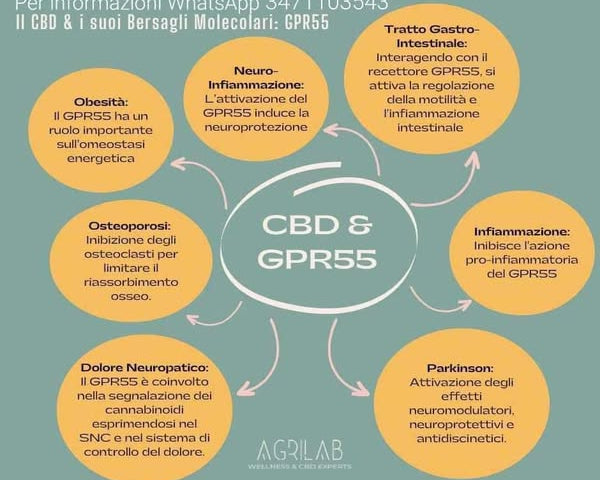 cbd e gpr55 bersagli molecolari 
