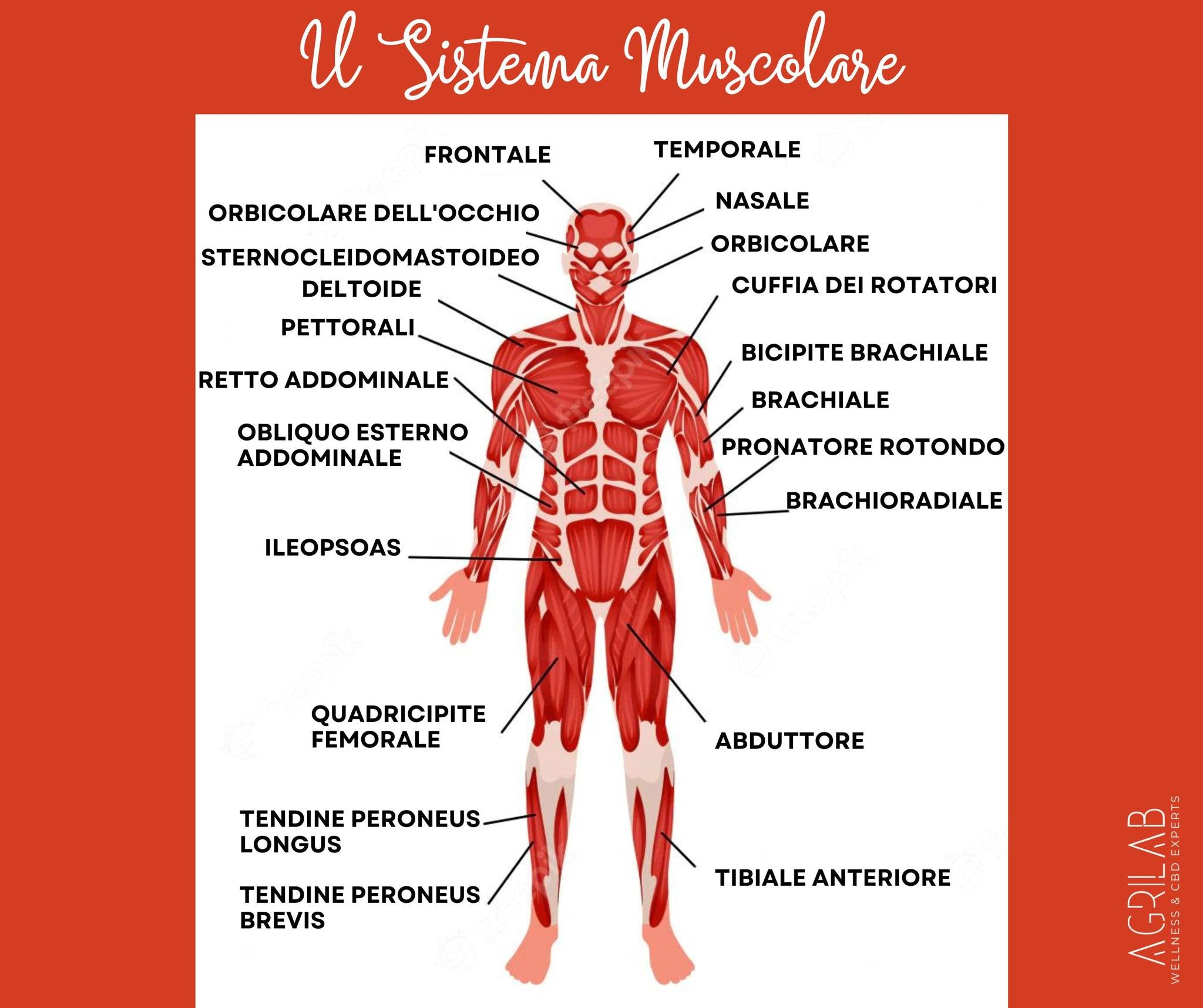 cbd isolato e sistema muscolare agrilab