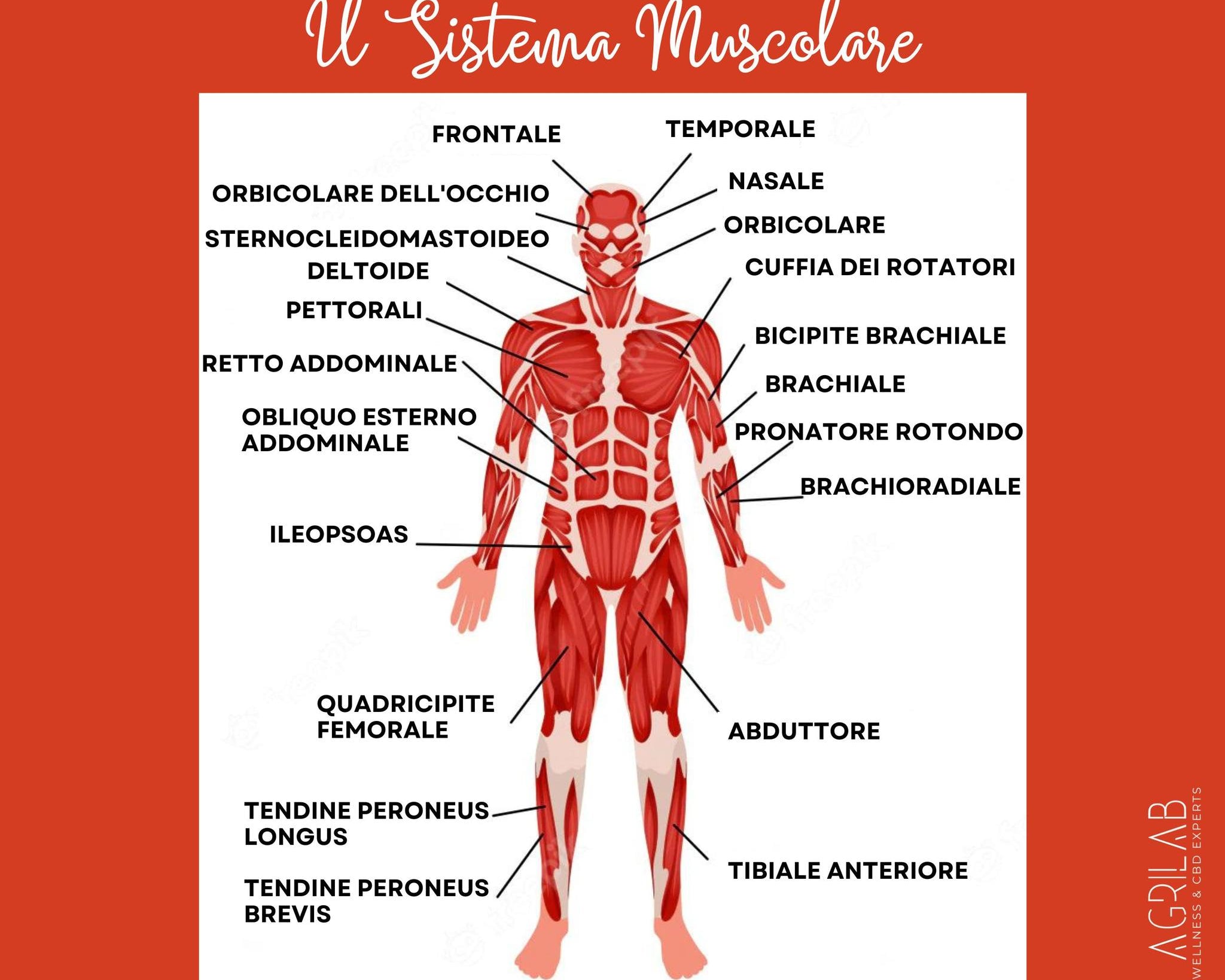 cbd isolato e sistema muscolare agrilab