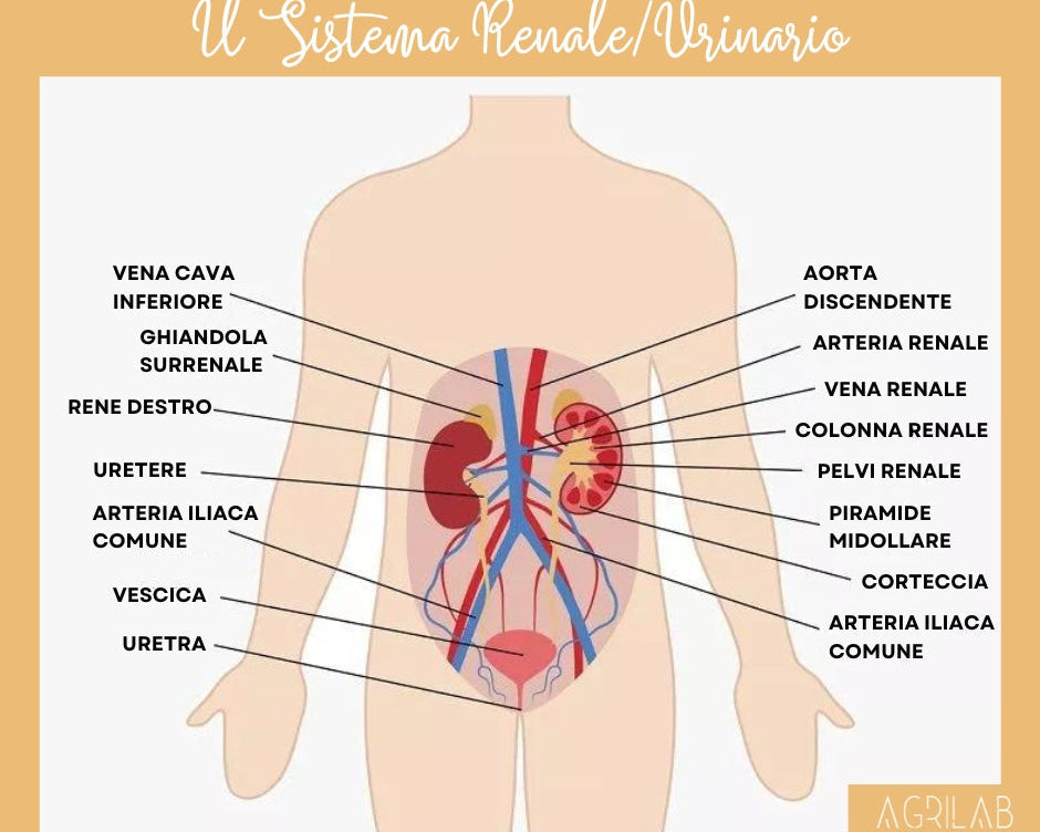 sistema renale urinario agrilab cbd puro isolato