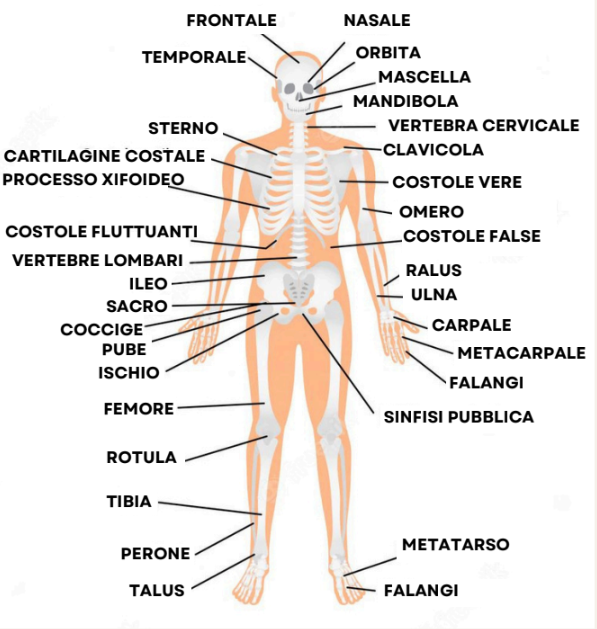 Agrilab - Curarsi col CBD - CBD, SEC e Sistema Scheletrico