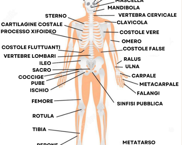 cbd per le ossa agrilab