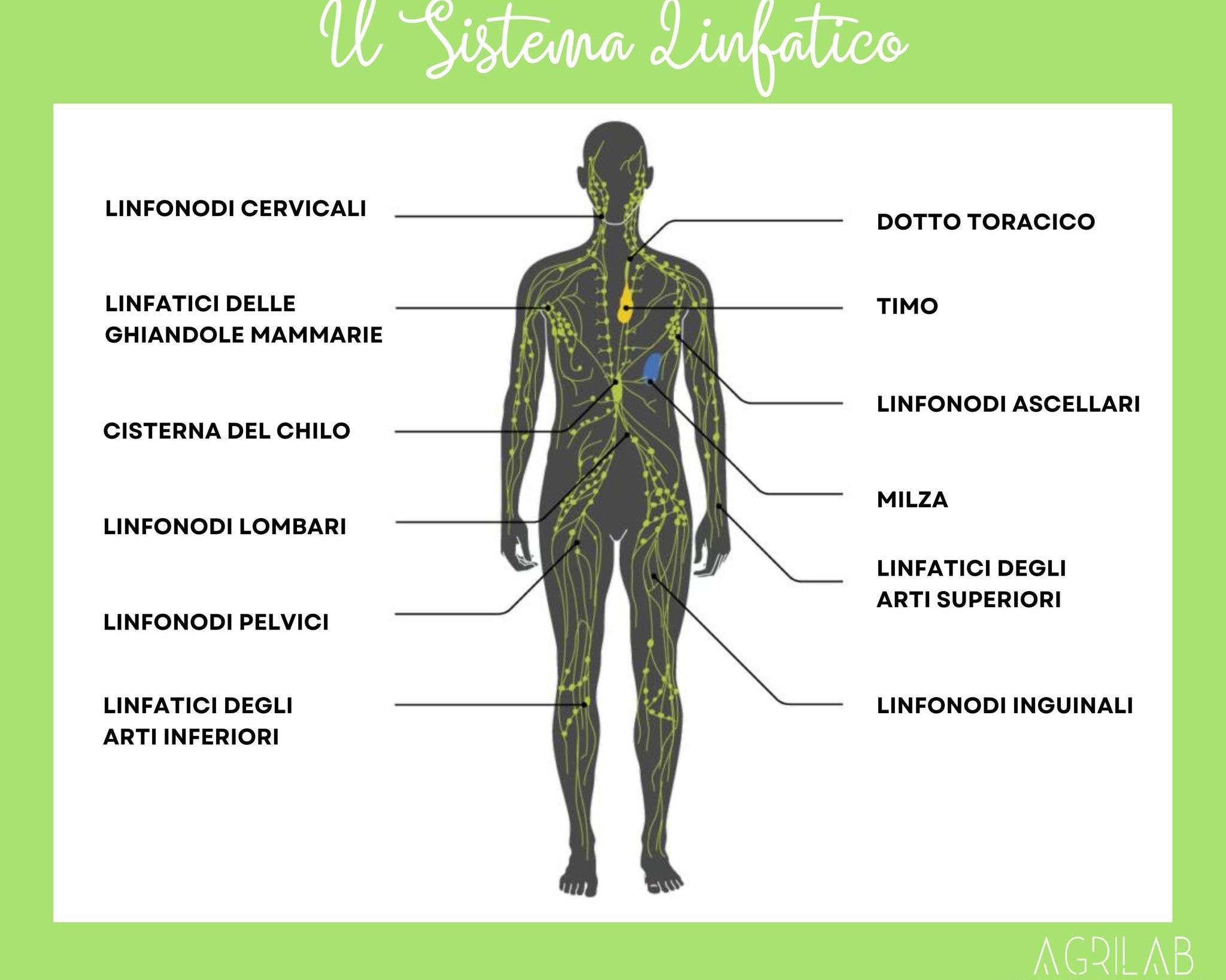 benefici del cbd sul sistema linfatico agrilab