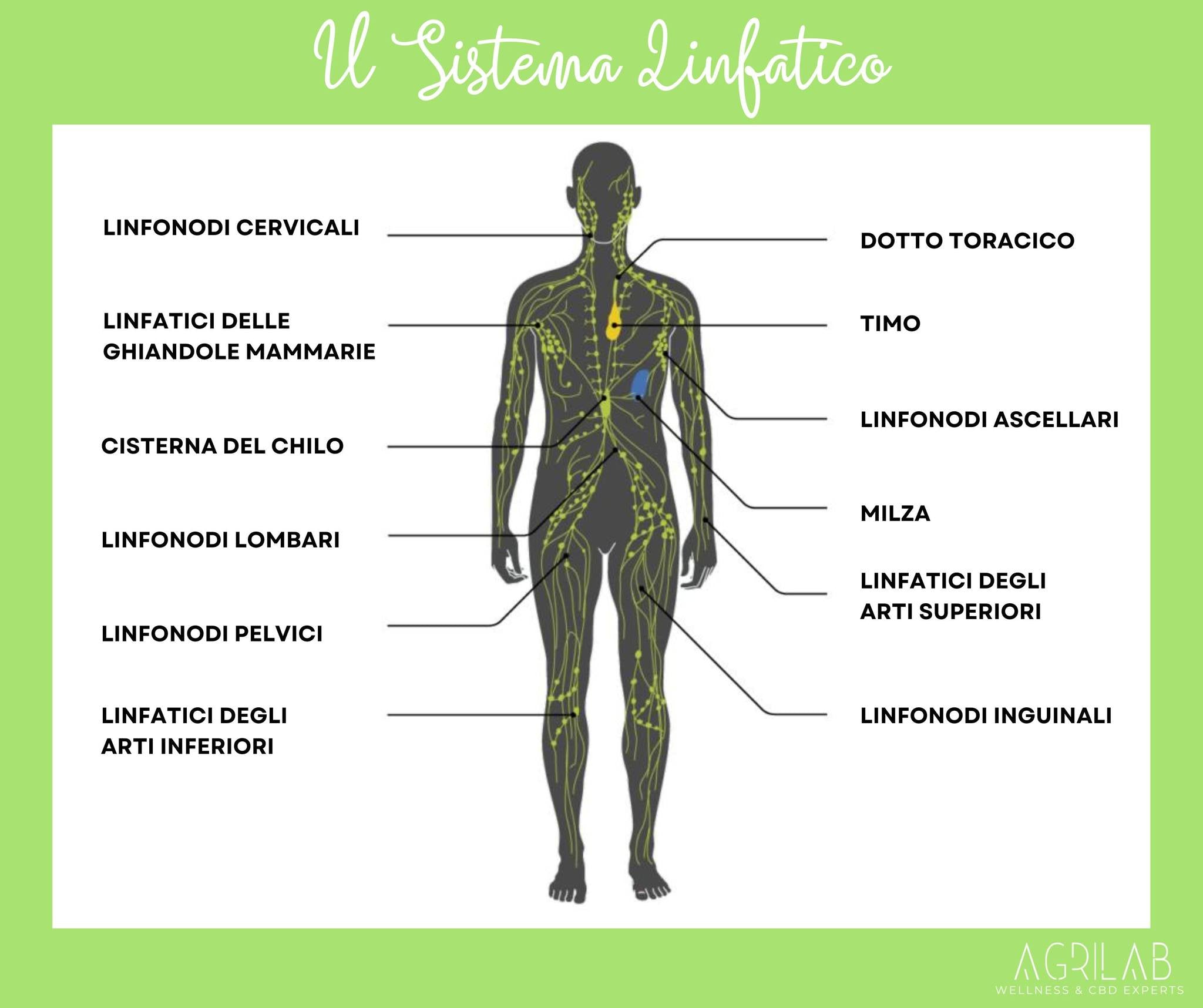 Agrilab - Curarsi col CBD - CBD, SEC e Sistema Linfatico
