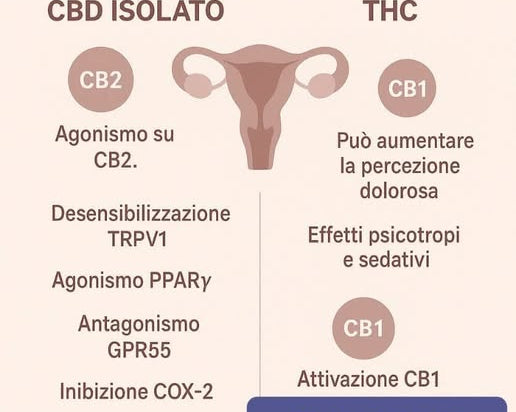 benefici del cbd per endometriosi rischi nell'uso del thc