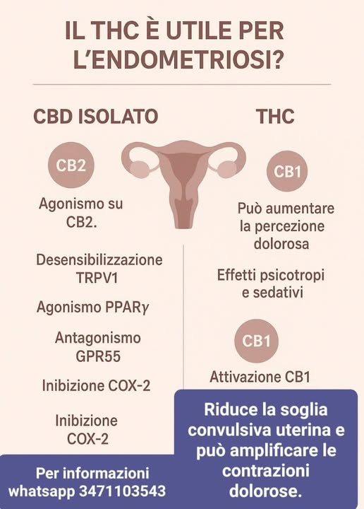 benefici del cbd per endometriosi rischi nell'uso del thc