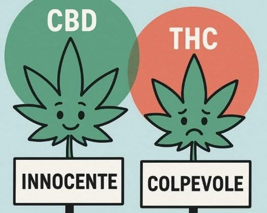 differenza tra cbd e thc 
